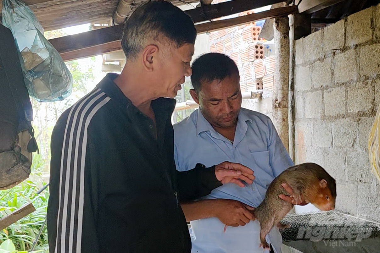 Vật nuôi mới này đang mở ra hi vọng mới trong chăn nuôi của đồng bào Pa Kô, Vân Kiều tại huyện Hướng Hóa. Ảnh: Võ Dũng. Vật nuôi mới này đang mở ra hi vọng mới trong chăn nuôi của đồng bào Pa Kô, Vân Kiều tại huyện Hướng Hóa. Ảnh: Võ Dũng.
