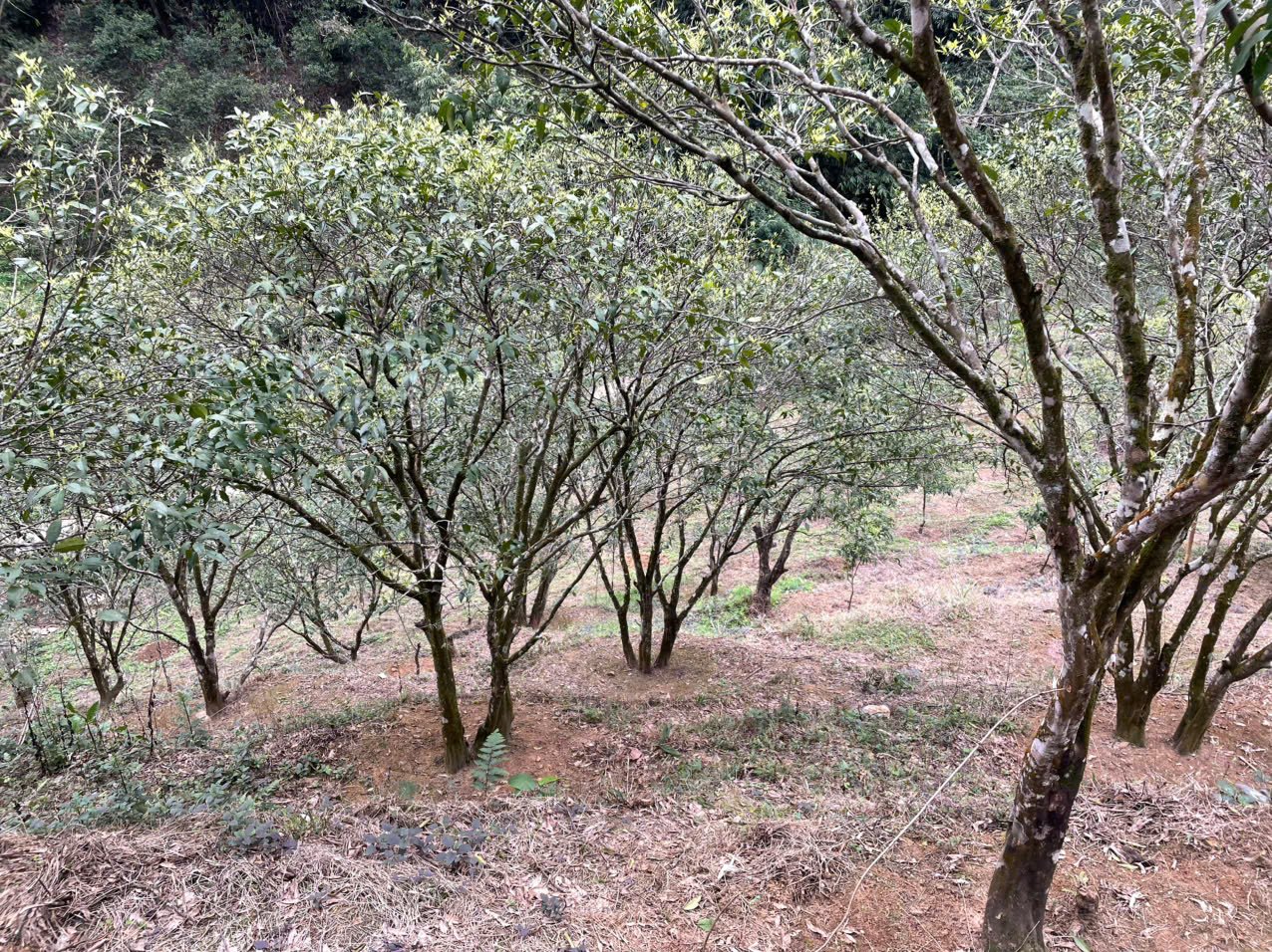 Đất đai bạc màu do canh tác quýt trong thời gian dài. Đây là nguyên nhân khiến năng suất, chất lượng quả suy giảm. Ảnh: Ngọc Tú. Đất đai bạc màu do canh tác quýt trong thời gian dài. Đây là nguyên nhân khiến năng suất, chất lượng quả suy giảm. Ảnh: Ngọc Tú.