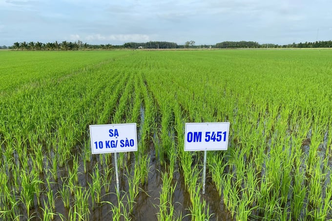 giam-mat-do-gieo-sa-1-215627_760.jpg Trung tâm Khuyến nông Bình Thuận đang triển khai các mô hình sạ thưa, giúp bà con giảm chi phí đầu tư. Ảnh: KS.