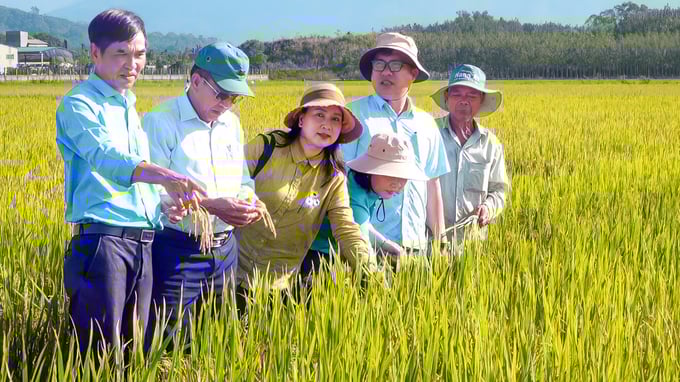 giam-mat-do-gieo-sa-4-215627_647.jpg Trung tâm Khuyến nông Bình Thuận sẽ tiếp tục triển khai các mô hình giúp nông dân thay đổi thói quen sản xuất lúa, tăng lợi nhuận. Ảnh: KS.