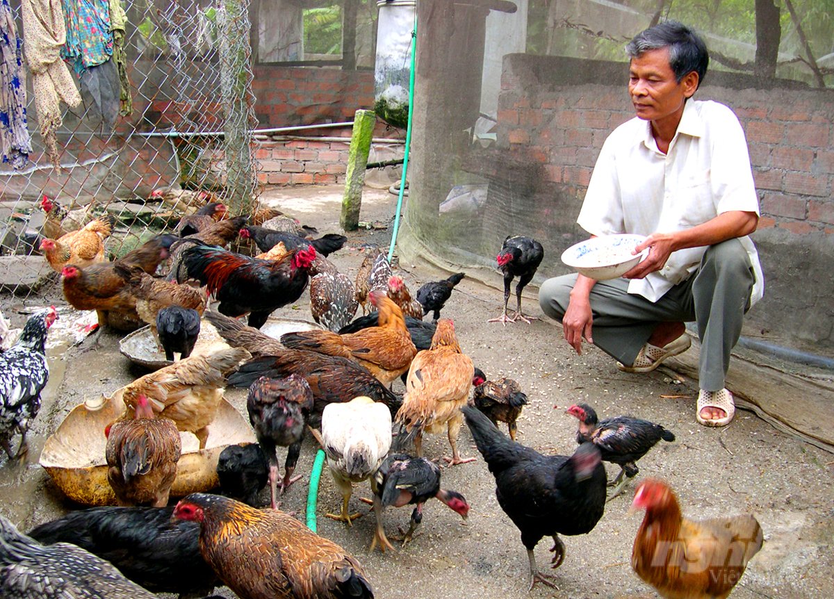 HTX Nông nghiệp và Du lịch Mỹ Hòa Hưng, TP. Long Xuyên (An Giang) tiên phong trong việc triển khai mô hình liên kết tiêu thụ gà thịt an toàn sinh học. Ảnh: Lê Hoàng Vũ. HTX Nông nghiệp và Du lịch Mỹ Hòa Hưng, TP. Long Xuyên (An Giang) tiên phong trong việc triển khai mô hình liên kết tiêu thụ gà thịt an toàn sinh học. Ảnh: Lê Hoàng Vũ.