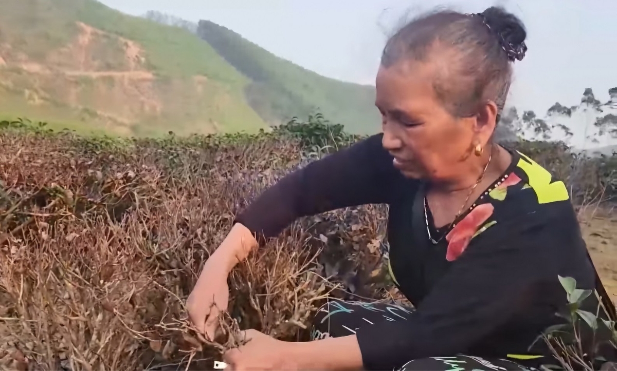 lang-son-nhieu-dien-tich-che-o-dinh-lap-bi-chet-103142_982.jpg Người dân Đình Lập đang cắt bỏ những cây chè bị khô cành nhằm cứu vớt phần diện tích chè còn lại. Ảnh: Hoàng Nghĩa.