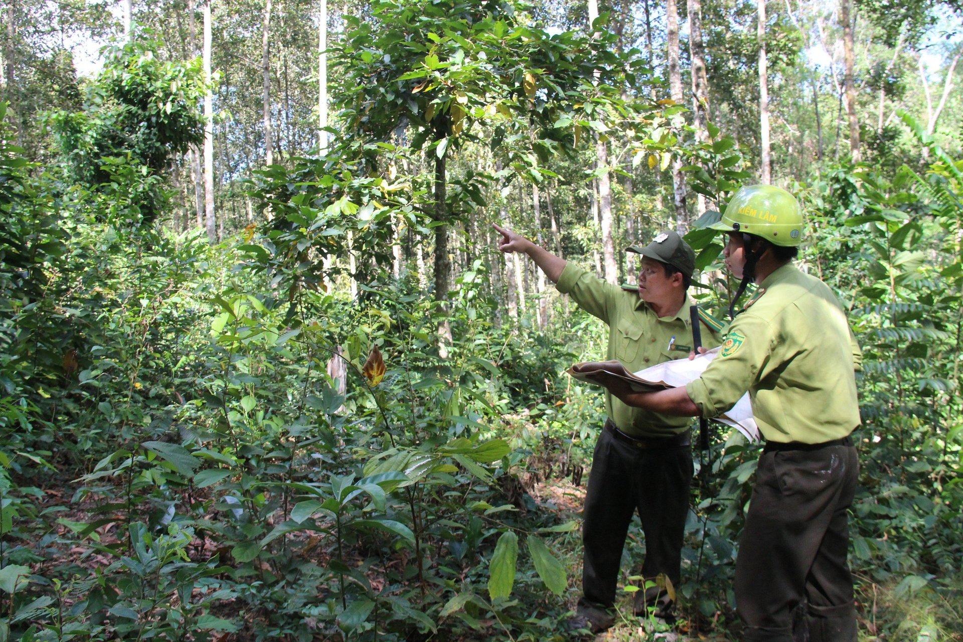 Ngành Nông nghiệp và Môi trường Khánh Hòa chú trọng phát triển rừng bền vững. Ảnh: KS. Ngành Nông nghiệp và Môi trường Khánh Hòa chú trọng phát triển rừng bền vững. Ảnh: KS.