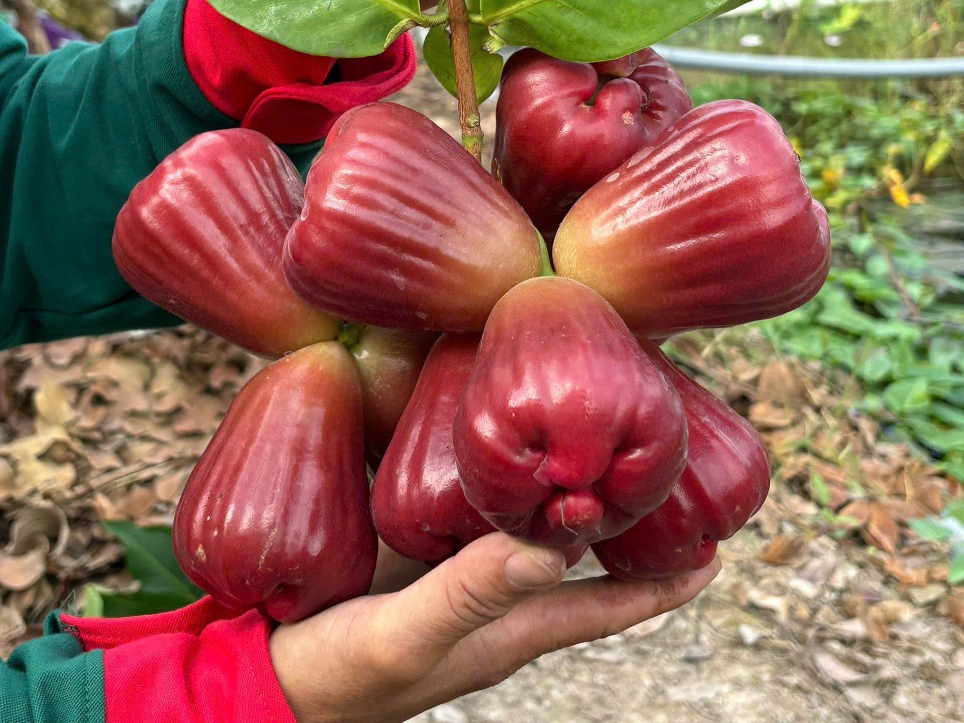Mận hồng MST có thể ra trái quanh năm. Ảnh: Kim Anh. Mận hồng MST có thể ra trái quanh năm. Ảnh: Kim Anh.