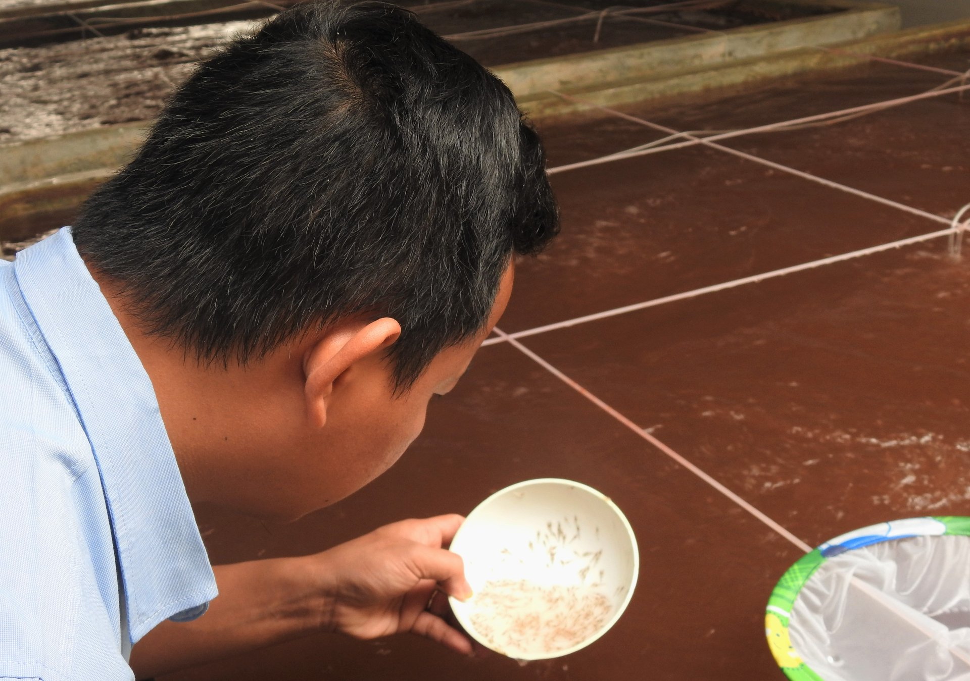 Chất lượng giống tôm đóng vai trò rất quan trọng, quyết định thắng lợi vụ sản xuất. Ảnh: Thanh Nga.