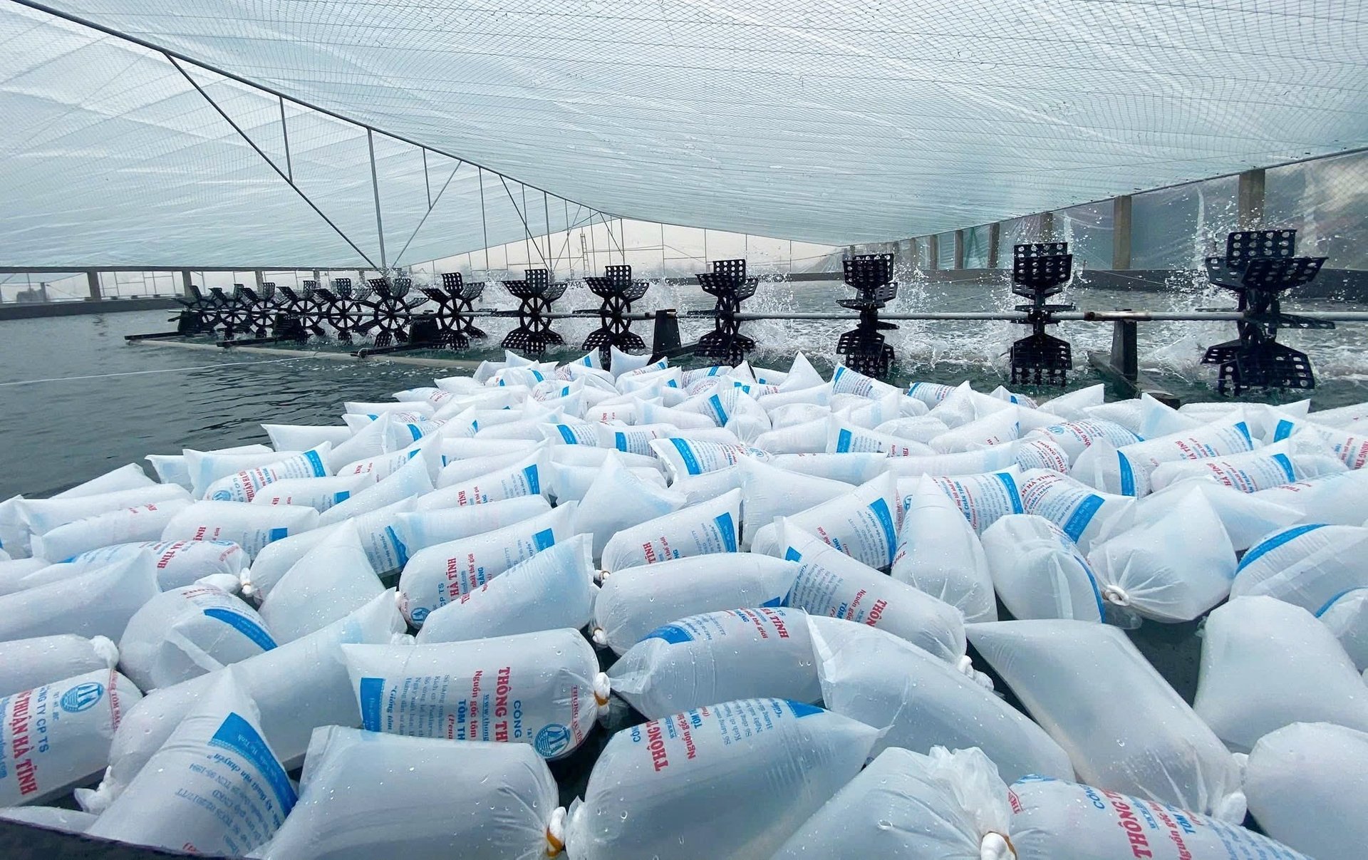 Các doanh nghiệp đã chuẩn bị khoảng 800 triệu con giống cung ứng cho người sản xuất. Ảnh: Thanh Nga.
