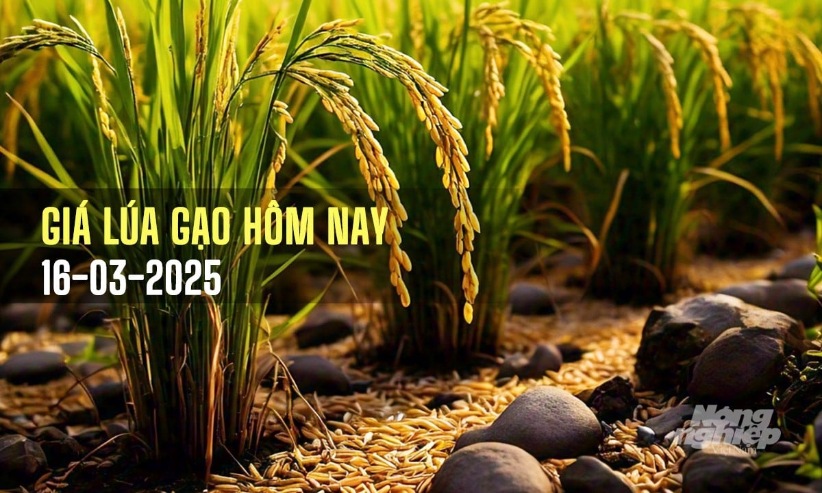 Cập nhật giá lúa gạo mới nhất hôm nay 16/3/2025