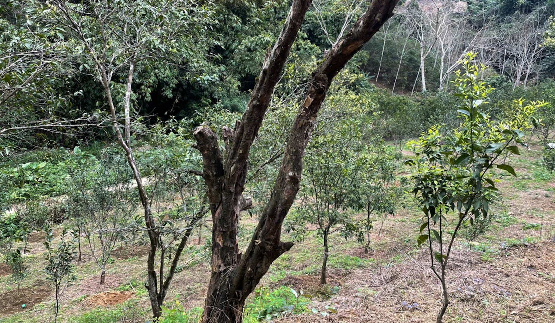 Những vùng đất đã độc canh cây quýt lâu năm rất khó tái canh do đất đã thoái hóa, bạc màu. Ảnh: Ngọc Tú.