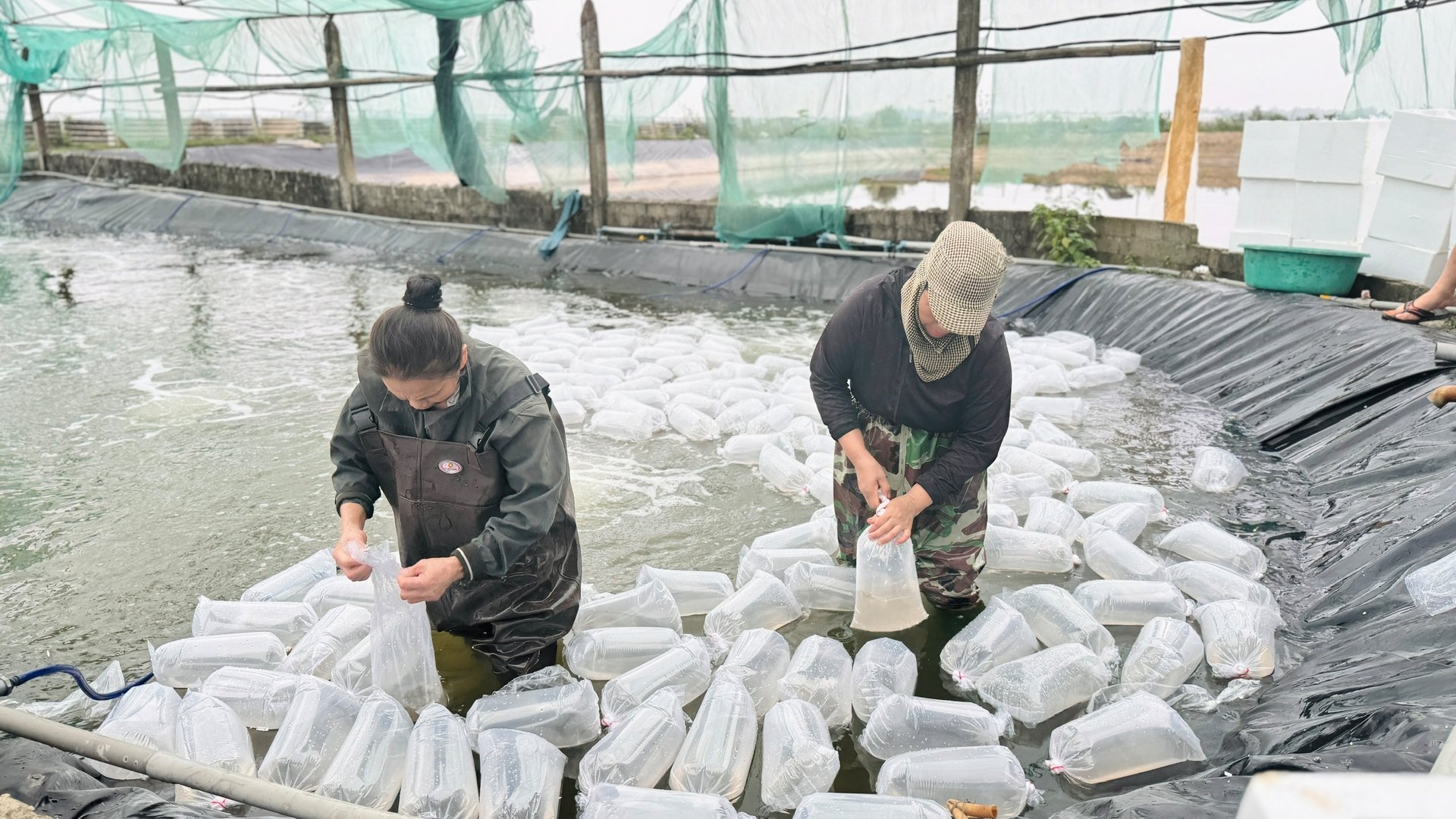 Cơ sở nuôi trồng thủy sản của anh Nguyễn Danh Cường tại vùng nuôi Đồng Ghè (phường Đồng Môn, TP Hà Tĩnh) sẵn sàng phục vụ con giống cho các địa phương. Ảnh: Ánh Nguyệt.