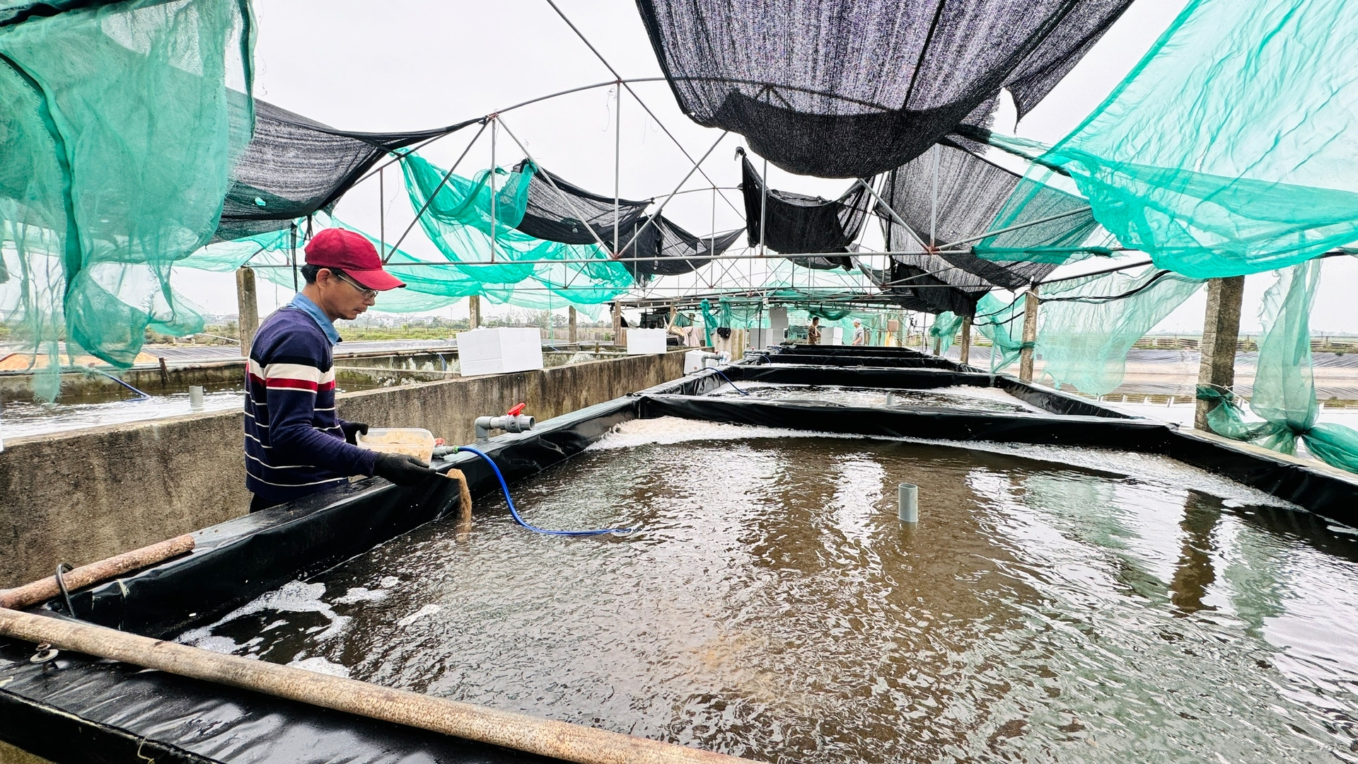 Hiện việc kiểm soát dịch bệnh và kiểm dịch tôm giống trên địa bàn tỉnh Hà Tĩnh đang được đơn vị chuyên môn quan tâm. Ảnh: Ánh Nguyệt.