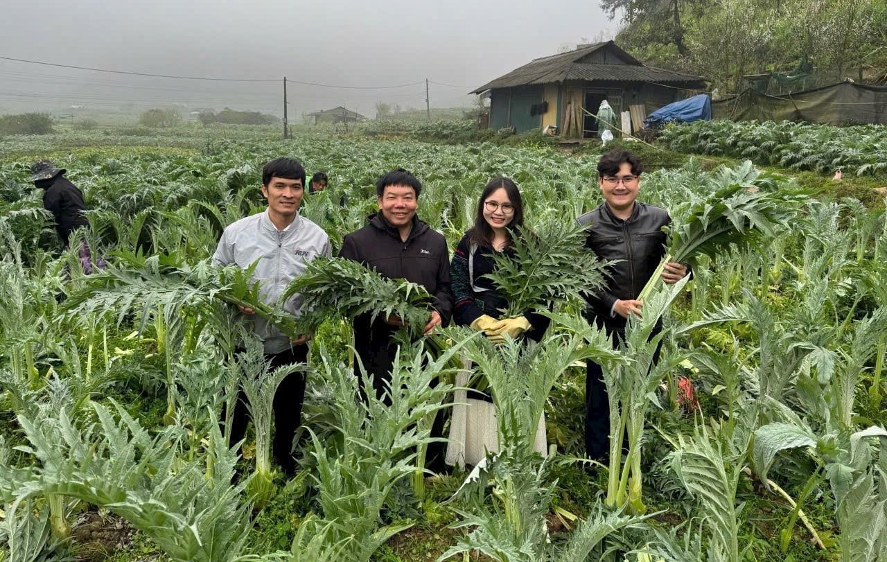 Mô hình liên kết sản xuất, tiêu thụ cây atiso giữa Công ty TNHH MTV Traphaco Sapa với người dân thị xã Sa Pa. Ảnh: Lưu Hòa. Mô hình liên kết sản xuất, tiêu thụ cây atiso giữa Công ty TNHH MTV Traphaco Sapa với người dân thị xã Sa Pa. Ảnh: Lưu Hòa.
