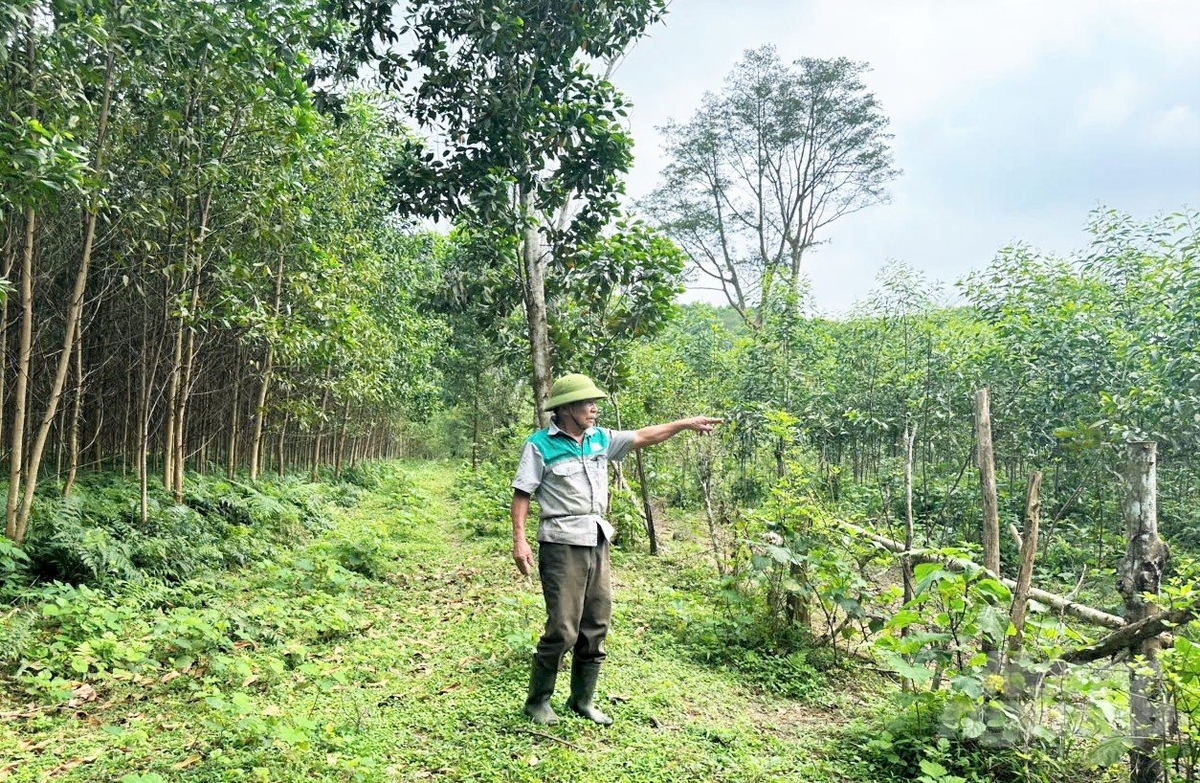Thực trạng tranh chấp đất rừng xảy ra thường xuyên tại Hương Khê nhưng chưa được giải quyết dứt điểm khiến đơn thư khiếu kiện kéo dài. Ảnh: Thanh Nga. Thực trạng tranh chấp đất rừng xảy ra thường xuyên tại Hương Khê nhưng chưa được giải quyết dứt điểm khiến đơn thư khiếu kiện kéo dài. Ảnh: Thanh Nga.