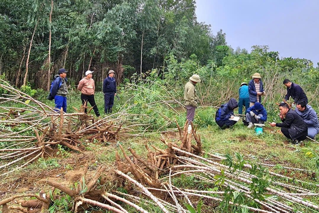 Mô hình trồng thử nghiệm giống sắn HN1 tại xã Tây Trạch (huyện Bố Trạch) cho năng suất cao và kháng được bệnh khảm lá. Ảnh: Tâm Phùng. Mô hình trồng thử nghiệm giống sắn HN1 tại xã Tây Trạch (huyện Bố Trạch) cho năng suất cao và kháng được bệnh khảm lá. Ảnh: Tâm Phùng.