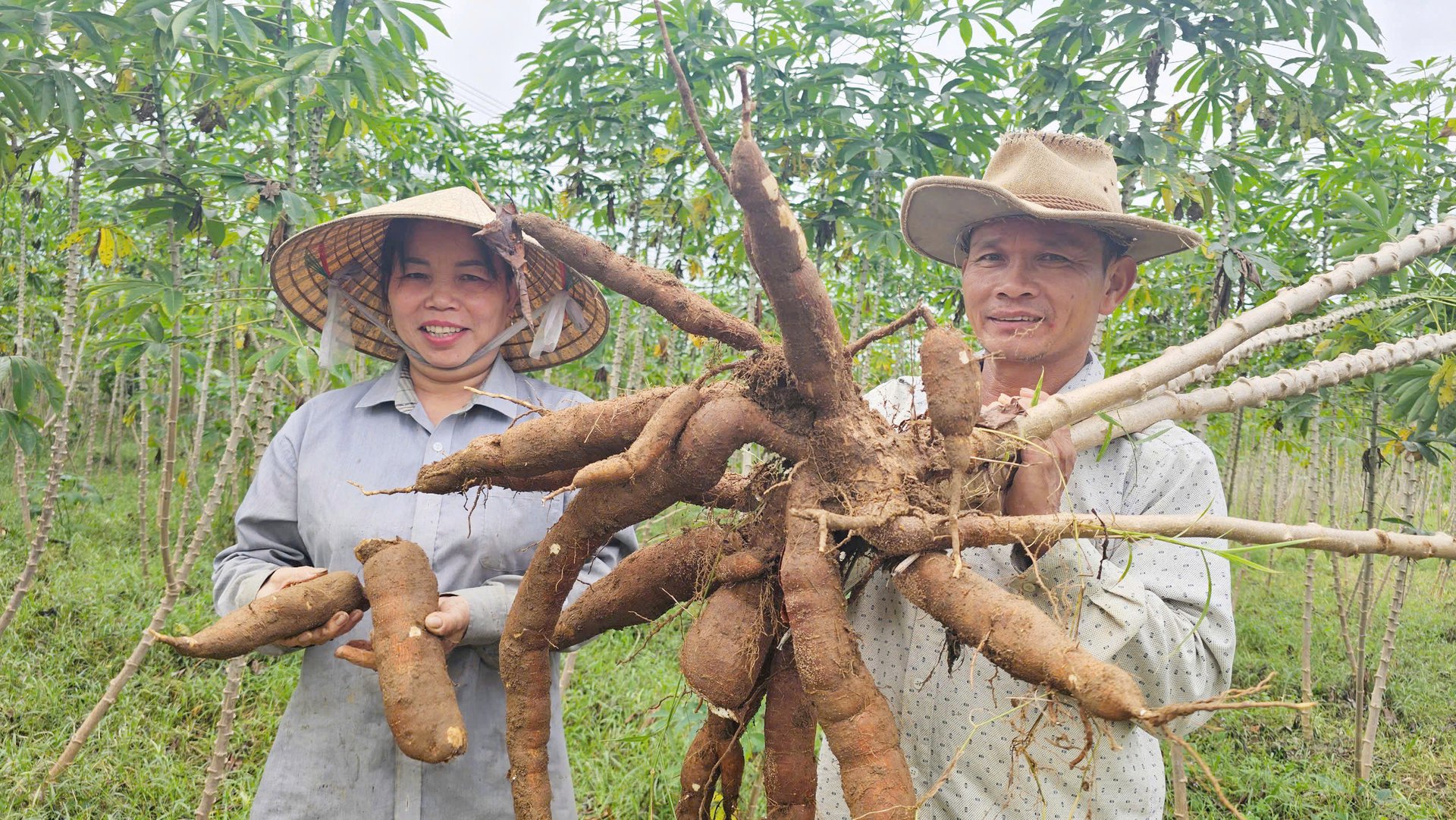 Giống sắn HN1 kháng bệnh khảm lá và cho năng suất cao trên vùng đồi huyện Bố Trạch. Ảnh: Tâm Phùng. Giống sắn HN1 kháng bệnh khảm lá và cho năng suất cao trên vùng đồi huyện Bố Trạch. Ảnh: Tâm Phùng.