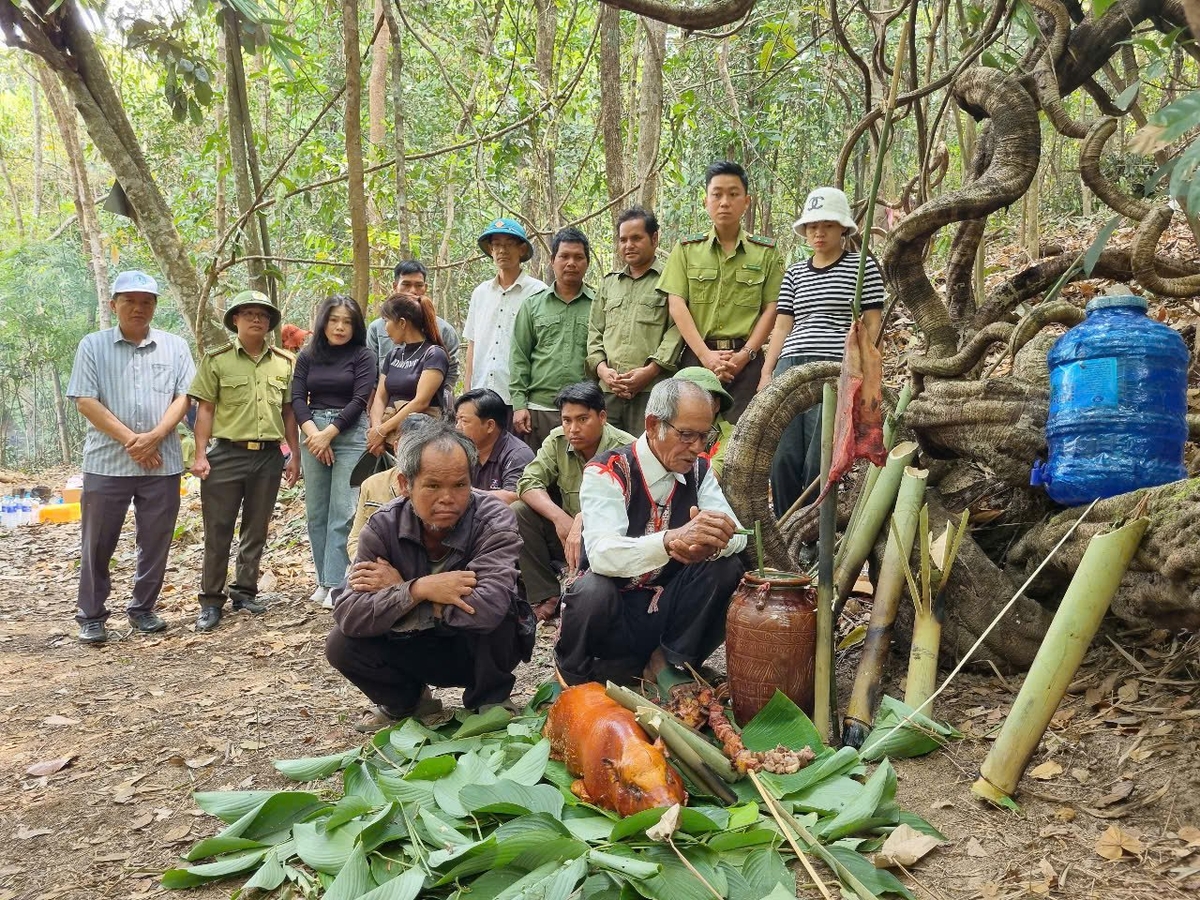 Nghi thức lễ cúng rừng tại làng O Grang. Ảnh: Tuấn Anh. Nghi thức lễ cúng rừng tại làng O Grang. Ảnh: Tuấn Anh.