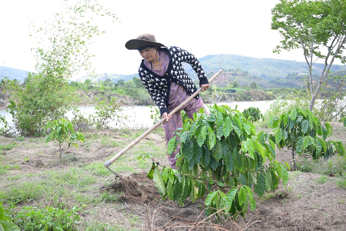 Bà H'Trong, vừa chăm sóc cây cà phê vừa lo không biết ngày mai còn cây nữa hay không?. Ảnh: Phạm Hoài. Bà H'Trong, vừa chăm sóc cây cà phê vừa lo không biết ngày mai còn cây nữa hay không?. Ảnh: Phạm Hoài.