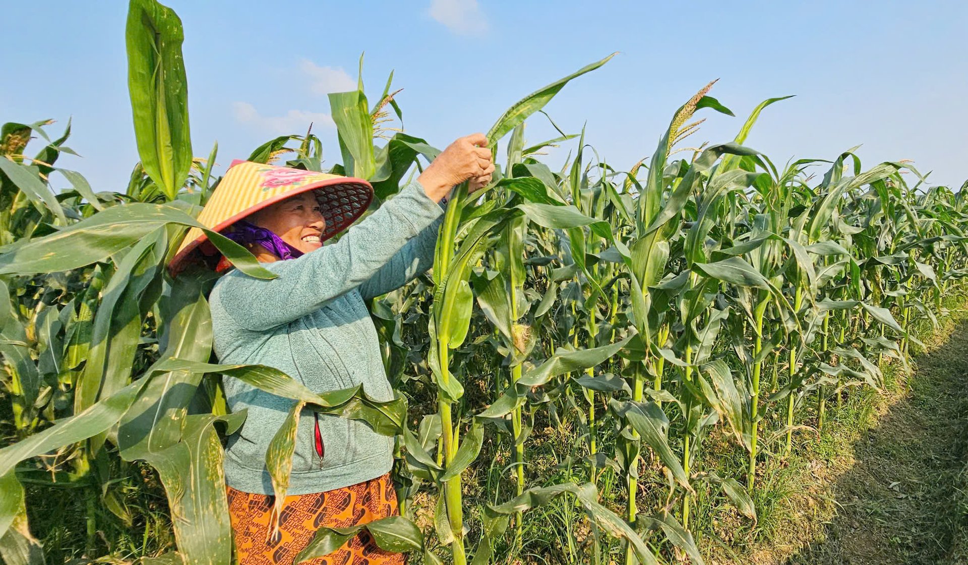 Vụ ngô đông xuân trên cánh đồng lúa xã Hàm Ninh. Ảnh: T. Phùng.