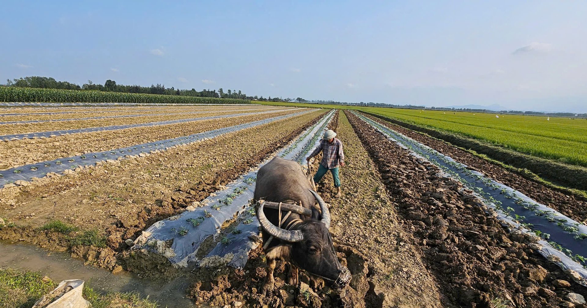 Bà con xã Hàm Ninh thực hiện chuyển đổi cơ cấu cây trồng để làm 3 vụ/năm. Ảnh: T. Phùng.