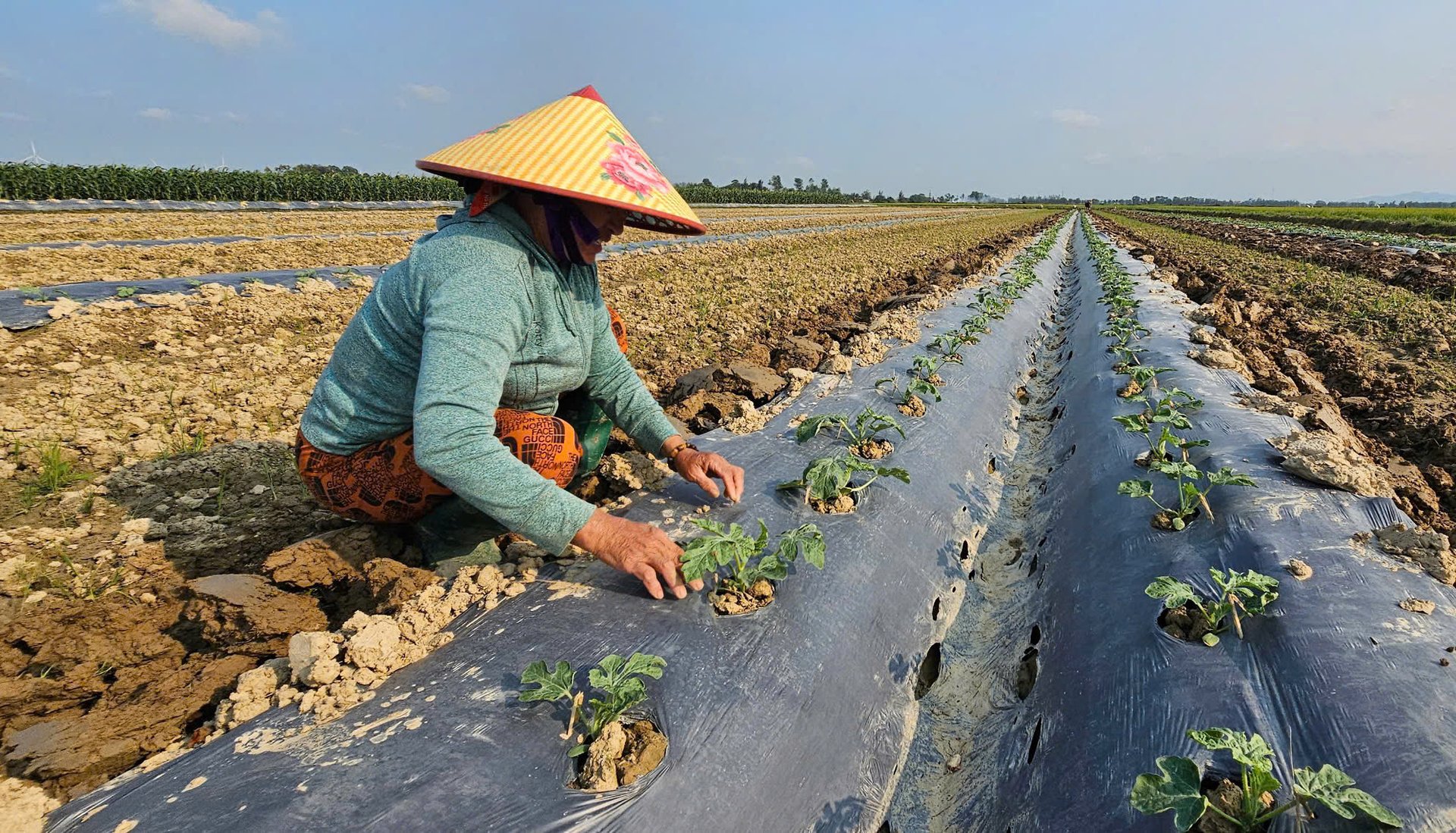 Ruộng dưa hấu vụ xuân hè ở xã Hàm Ninh. Ảnh: T. Phùng.