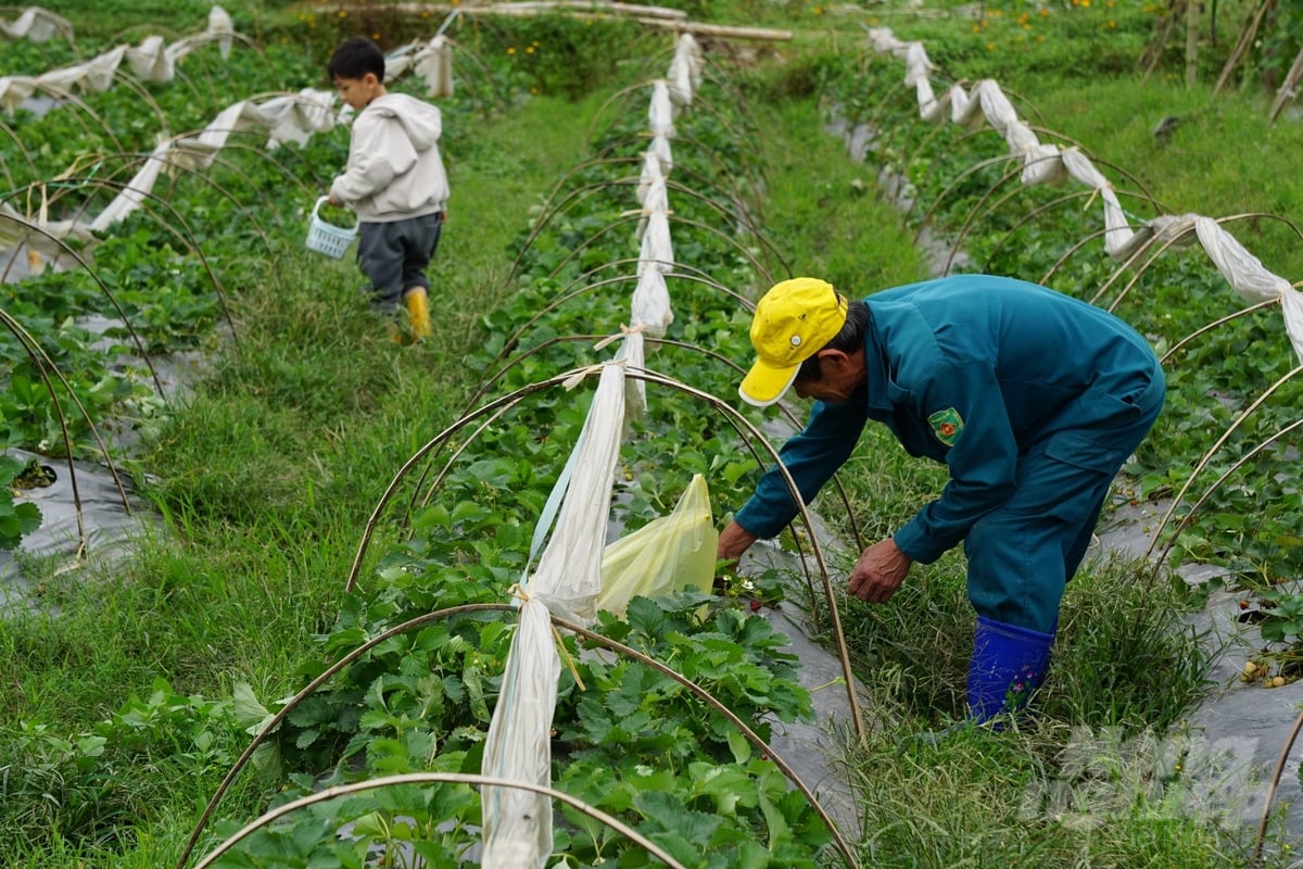 Luống dâu tây cuối vụ đang được lao động tại nông trại thu hái. Ảnh: Quốc Toản.