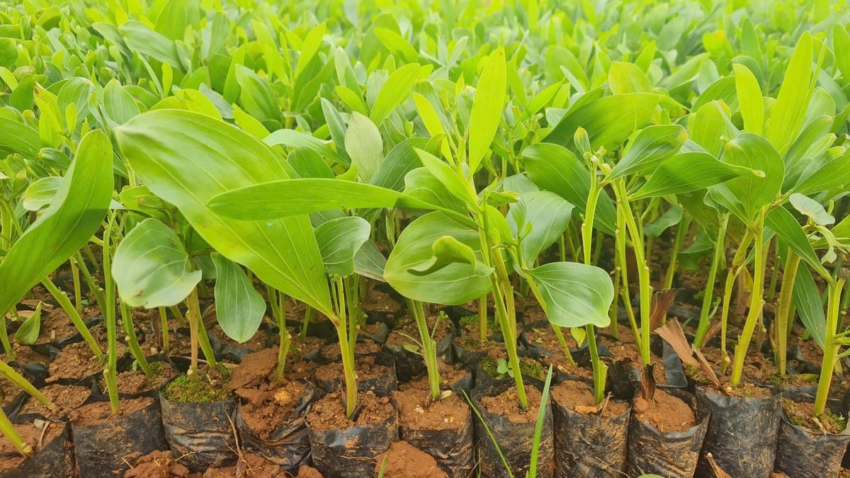 Công ty Sông Hiếu chủ động nghiên cứu, sản xuất keo cấy mô thay thế cho dòng keo hom truyền thống.