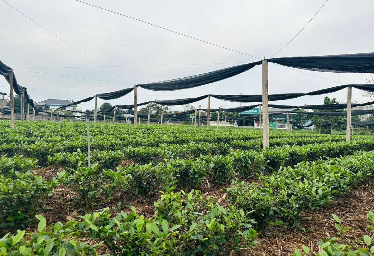 Quỹ đất để mở rộng diện tích chè tại xã Tân Cương còn hạn chế. Ảnh: Quang Linh.