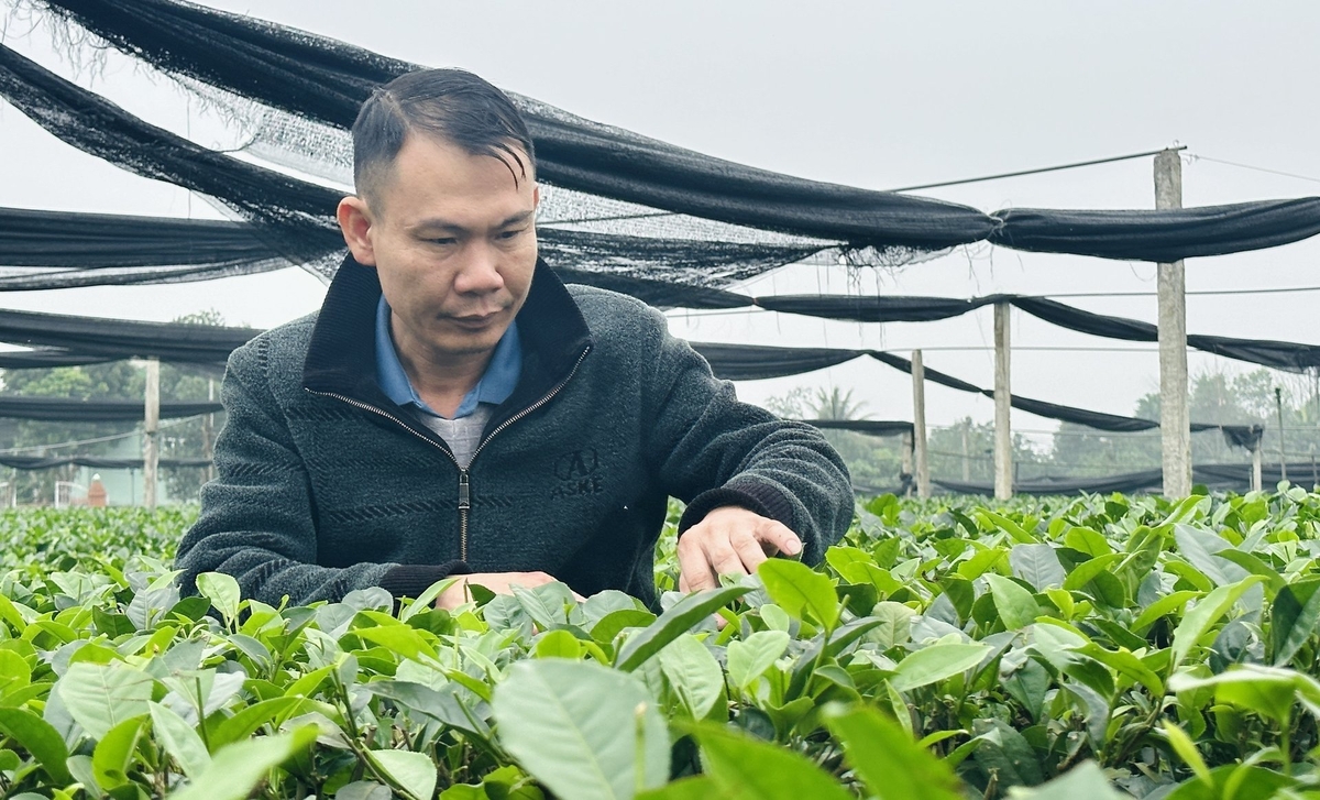 Anh Nguyễn Thành Dương - Giám đốc HTX chè trung du Tân Cương. Ảnh: Quang Linh.