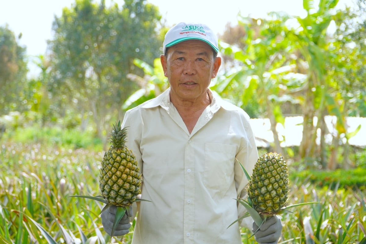 Ông Lê Thanh Sơn ở ấp Thạnh Xuân, xã Hỏa Tiến, TP Vị Thanh đang tiên phong phát triển trồng khóm hữu cơ, bước đầu cho thấy hiệu quả cao. Ảnh: Kim Anh.
