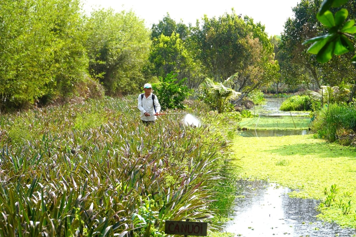 Phía trên trồng khóm hữu cơ, bên dưới nuôi ốc, mô hình này đang tạo ra hướng canh tác bền vững cho nông dân Hỏa Tiến. Ảnh: Kim Anh.