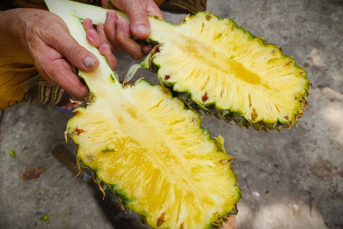 Nhờ canh tác hữu cơ, khóm không chỉ có chất lượng tốt, năng suất cao hơn mà còn tăng được thời gian bảo quản. Ảnh: Kim Anh.