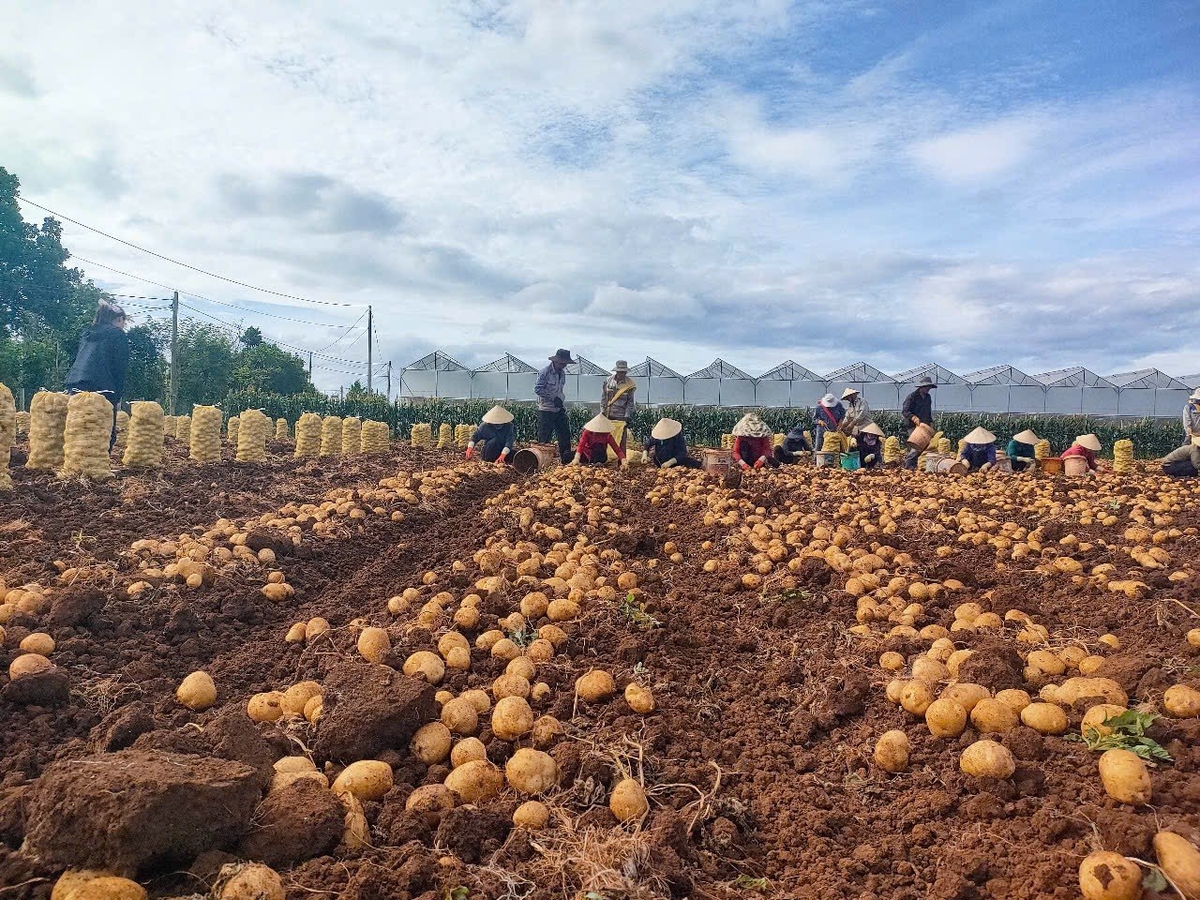 'Khoai tây quê hương' là dự án do Orion hợp tác cùng nông dân và chính quyền địa phương nhằm phát triển nguồn nguyên liệu khoai tây bền vững tại Việt Nam. Ảnh: Huyền My. 'Khoai tây quê hương' là dự án do Orion hợp tác cùng nông dân và chính quyền địa phương nhằm phát triển nguồn nguyên liệu khoai tây bền vững tại Việt Nam. Ảnh: Huyền My.