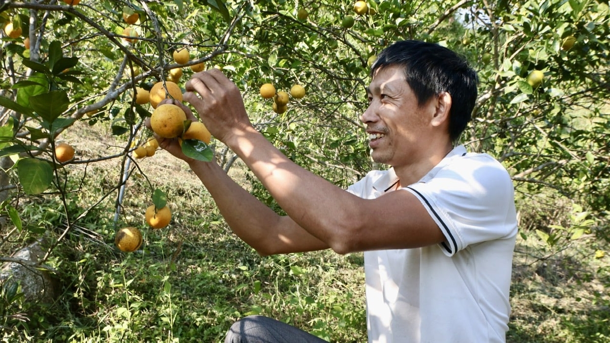 Anh Trần Danh Đại vui mừng trước những chùm cam trĩu quả. Ảnh: Thanh Phương.