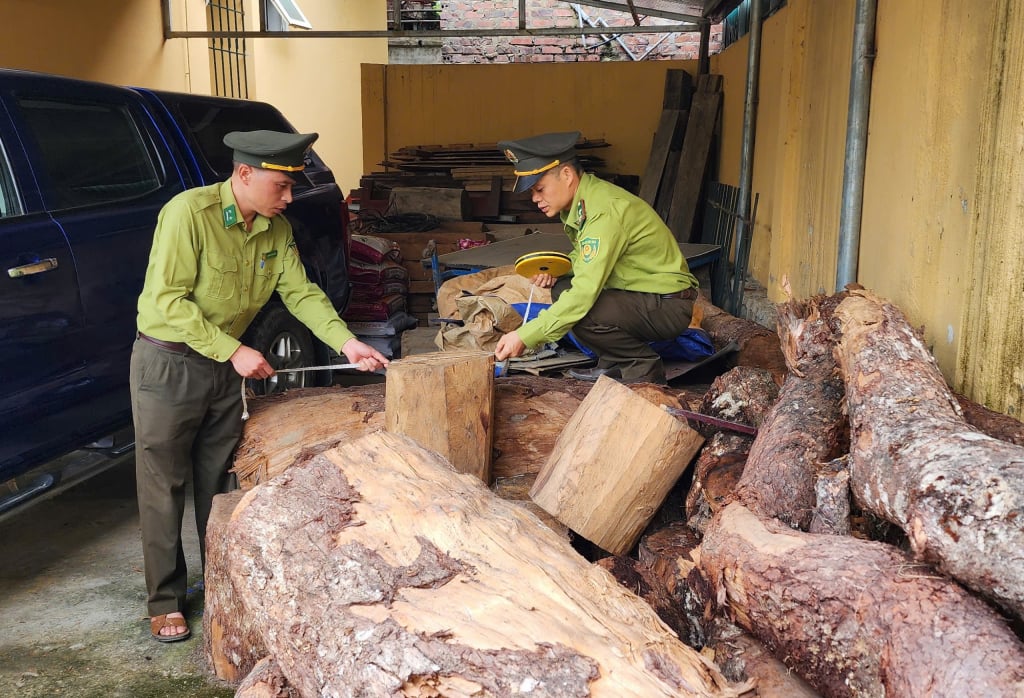 Cán bộ Chi cục Kiểm lâm kiểm tra tang vật bị thu giữ. Ảnh: Báo Cao Bằng. Cán bộ Chi cục Kiểm lâm kiểm tra tang vật bị thu giữ. Ảnh: Báo Cao Bằng.