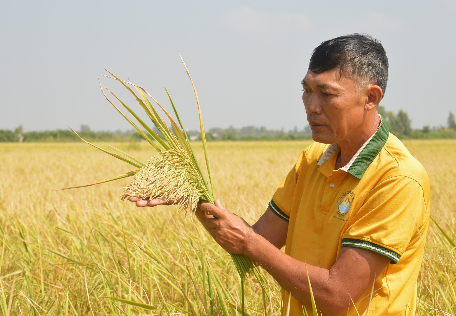 Anh Mười sản xuất lúa theo hướng hữu cơ, quản lý dịch hại tổng hợp và phòng trừ sinh vật hại bằng biện pháp sinh học. Ảnh: Trung Chánh.