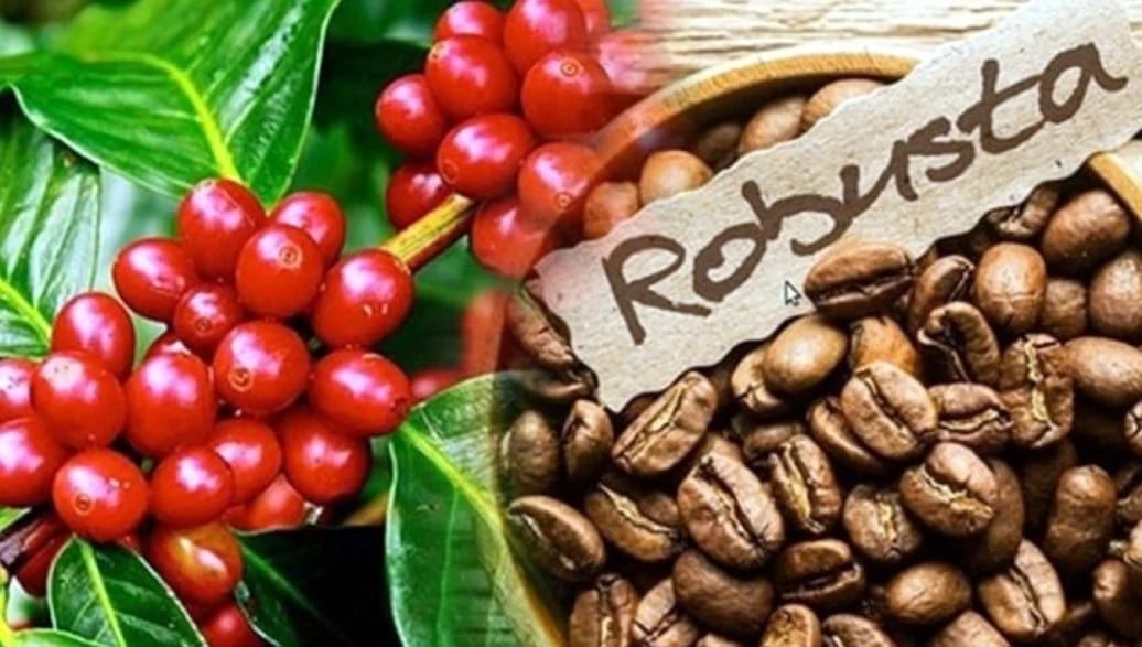 Robusta coffee prices continue to decline today. Photo: Internet.
