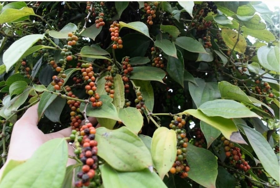 In the domestic market, pepper prices on March 29, 2025, remained stable at a high level. Photo: Internet.
