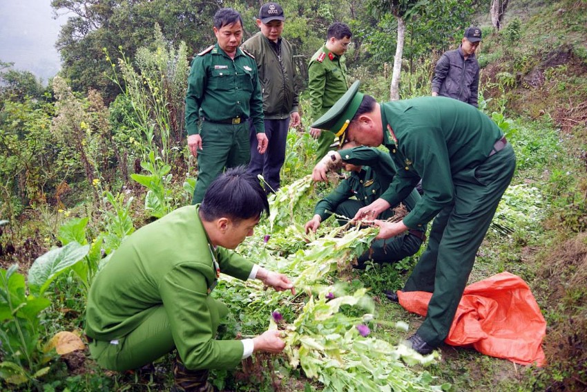 Cơ quan chức năng phát hiện và phá nhổ gần 1.000 cây thuốc phiện. Ảnh: Tiến Thắng.