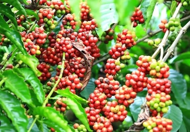 Domestic coffee prices in the Central Highlands provinces have rebounded compared to yesterday, with an increase of VND 600 - 800/kg. Photo: Internet.