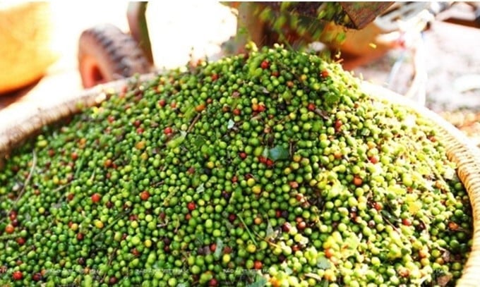 Domestic pepper prices are trending downward due to farmers' tendency to hold back their stock. Photo: Internet.