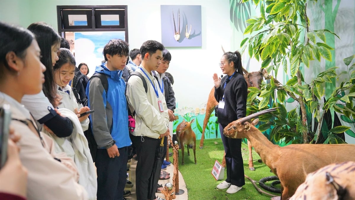 Học sinh được cán bộ Bảo tàng giới thiệu và thuyết minh về các mẫu vật. Ảnh: Văn Dinh. Học sinh được cán bộ Bảo tàng giới thiệu và thuyết minh về các mẫu vật. Ảnh: Văn Dinh.