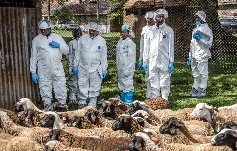 A FAO training course for veterinarians in Kenya.
