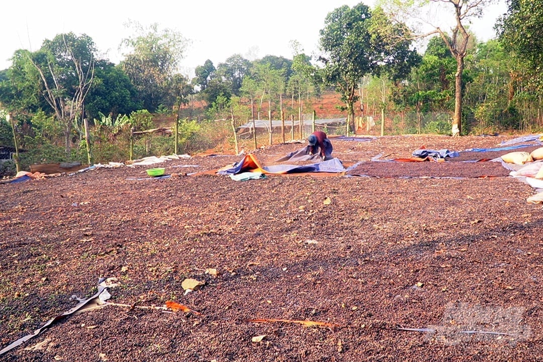 Traders are actively purchasing coffee in Huong Hoa district for processing. Photo: Vo Dung.