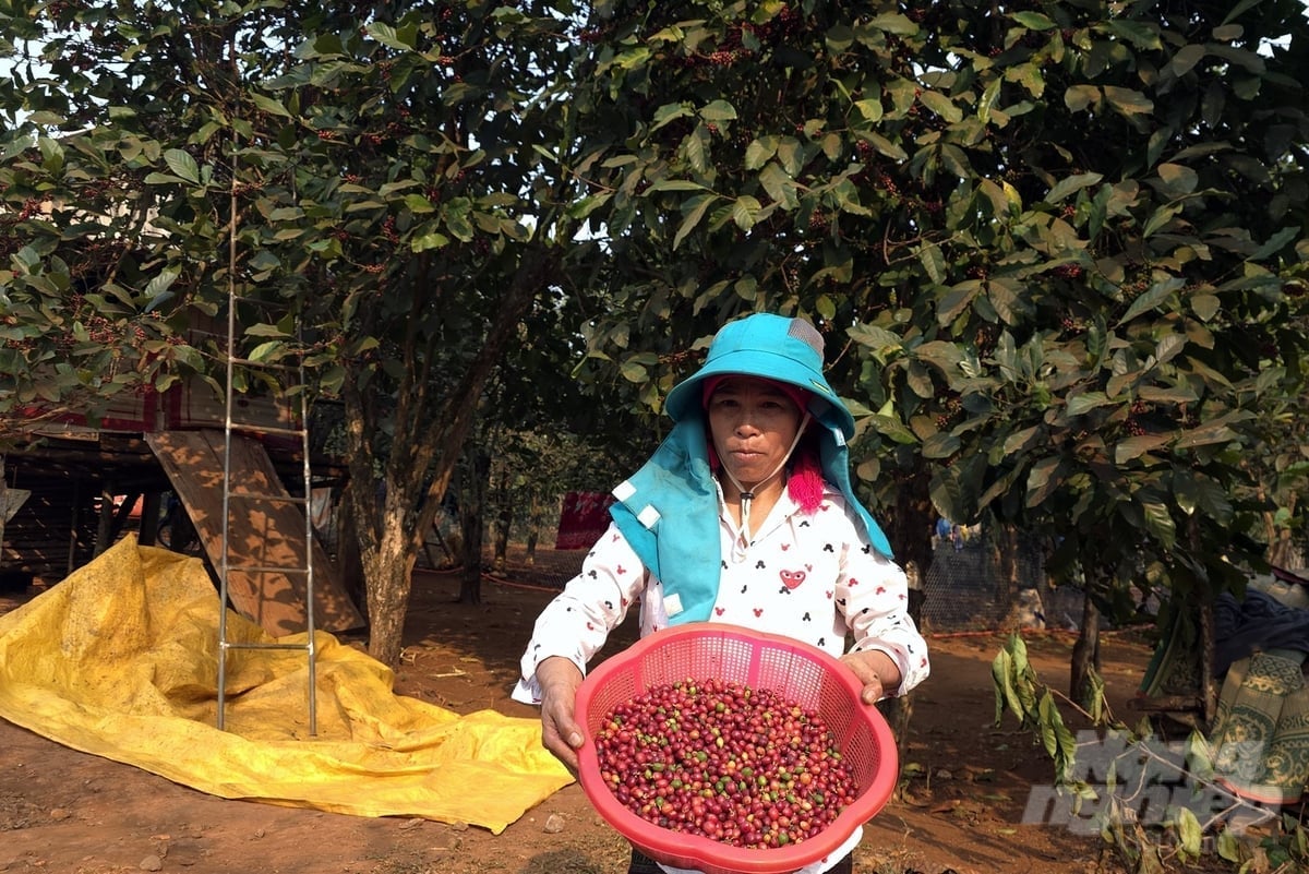 This year, Liberian coffee in Huong Hoa district has achieved high yields and quality, bringing great joy to farmers. Photo: Vo Dung.