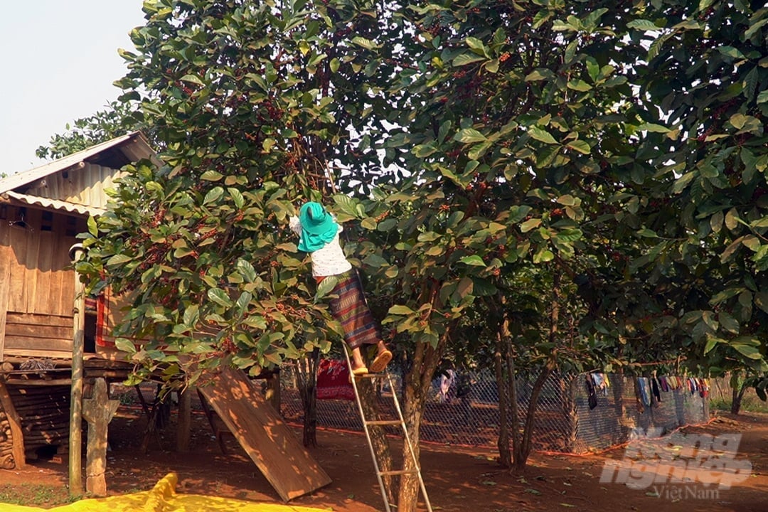 Farmers in Huong Hoa district are eagerly harvesting Liberian coffee, celebrating both a bountiful season and record-high prices. Photo: Vo Dung.