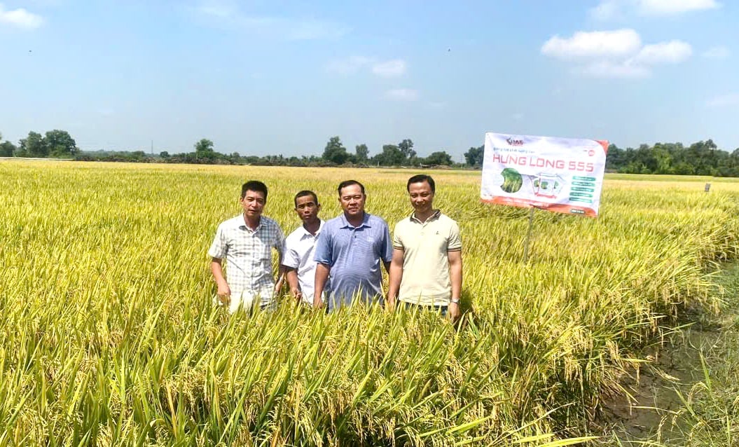 Trong vụ lúa đông 2024-2025 giống lúa Hưng Long 555 đã khẳng định vị thế tại ĐBSCL và Đông Nam bộ nhờ năng suất cao, chất lượng gạo tốt, chống chịu sâu bệnh, mang hiệu quả kinh tế cao nông dân. Ảnh: Lê Hoàng Vũ. Trong vụ lúa đông 2024-2025 giống lúa Hưng Long 555 đã khẳng định vị thế tại ĐBSCL và Đông Nam bộ nhờ năng suất cao, chất lượng gạo tốt, chống chịu sâu bệnh, mang hiệu quả kinh tế cao nông dân. Ảnh: Lê Hoàng Vũ.