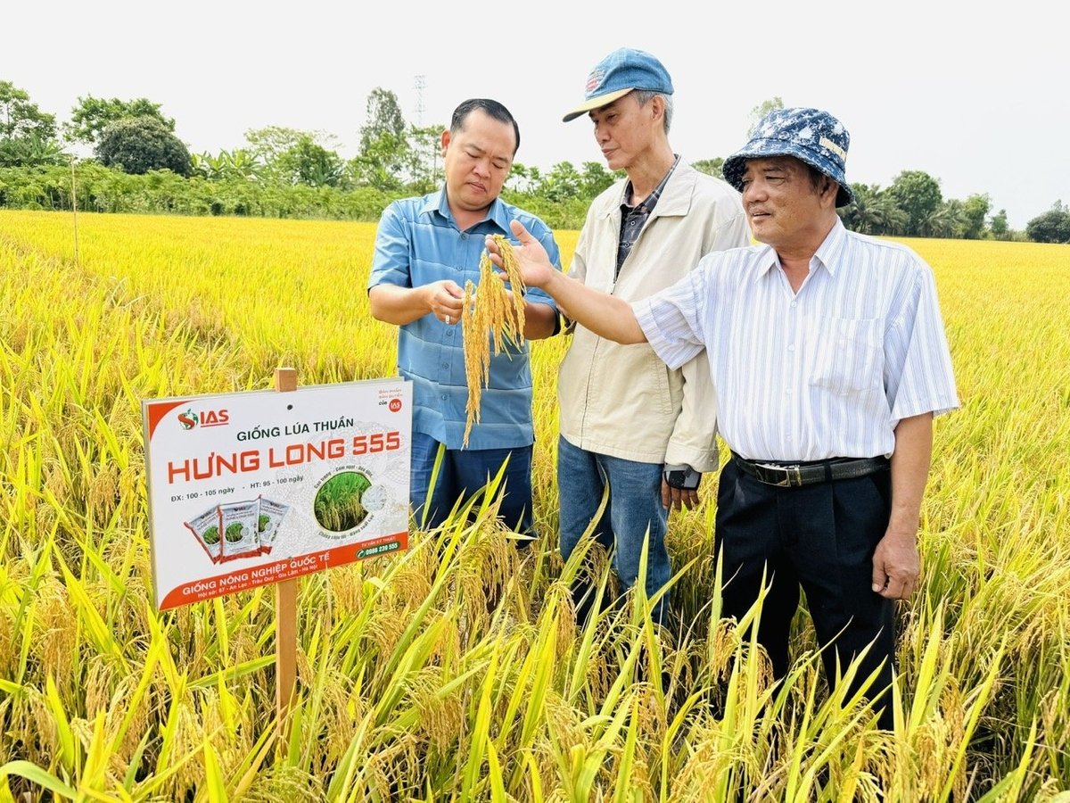 Trong vụ đông xuân 2024-2025 tại An Giang, Hưng Long 555 đạt năng suất từ 9,6-10,4 tấn/ha. Chất lượng gạo được đánh giá cao với tỷ lệ gạo trắng đạt 95,7%, hàm lượng amylose 16,2%, cơm mềm và đậm vị, đáp ứng yêu cầu của thị trường xuất khẩu. Ảnh: Lê Hoàng Vũ. Trong vụ đông xuân 2024-2025 tại An Giang, Hưng Long 555 đạt năng suất từ 9,6-10,4 tấn/ha. Chất lượng gạo được đánh giá cao với tỷ lệ gạo trắng đạt 95,7%, hàm lượng amylose 16,2%, cơm mềm và đậm vị, đáp ứng yêu cầu của thị trường xuất khẩu. Ảnh: Lê Hoàng Vũ.
