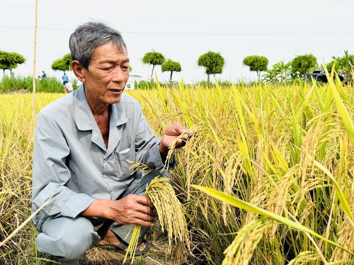 Hưng Long 555 có thời gian sinh trưởng từ 95-100 ngày, chiều cao cây từ 94-107cm, cây cứng và lá gọn đứng, phù hợp với nhiều loại đất khác nhau nên được nông dân ĐBSCL và Đông Nam bộ ưa chọn giống lúa này để trồng và mở rộng ở các vụ tiếp theo. Ảnh: Lê Hoàng Vũ. Hưng Long 555 có thời gian sinh trưởng từ 95-100 ngày, chiều cao cây từ 94-107cm, cây cứng và lá gọn đứng, phù hợp với nhiều loại đất khác nhau nên được nông dân ĐBSCL và Đông Nam bộ ưa chọn giống lúa này để trồng và mở rộng ở các vụ tiếp theo. Ảnh: Lê Hoàng Vũ.