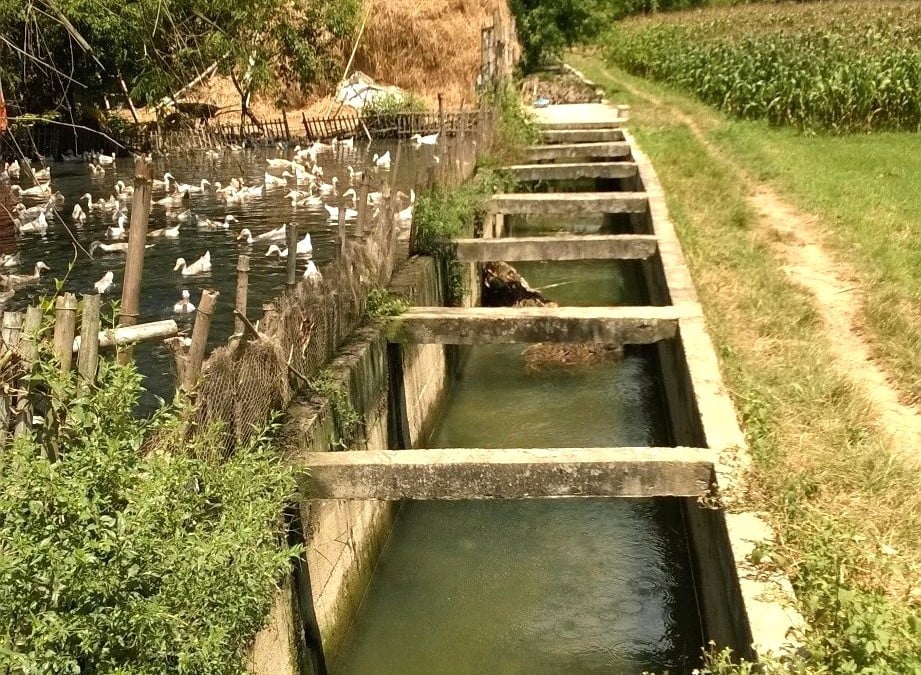 Chăn nuôi gia cầm trong hành lang bảo vệ công trình kênh mương. Ảnh: V.Đ.T. Chăn nuôi gia cầm trong hành lang bảo vệ công trình kênh mương. Ảnh: V.Đ.T.