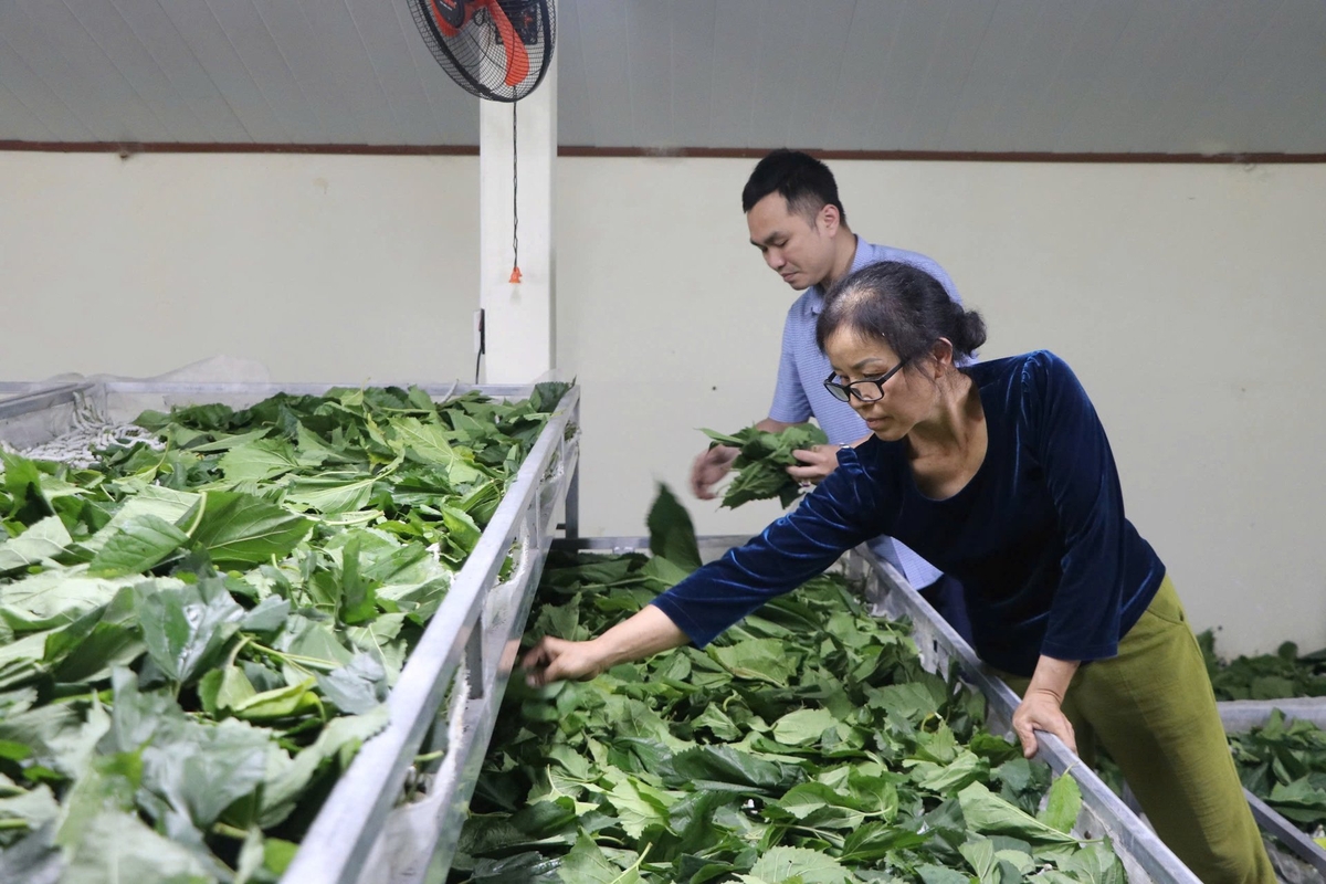 Khu vực nông, lâm nghiệp và thủy sản đạt mức tăng 6,98%. Ảnh: Thanh Tiến.
