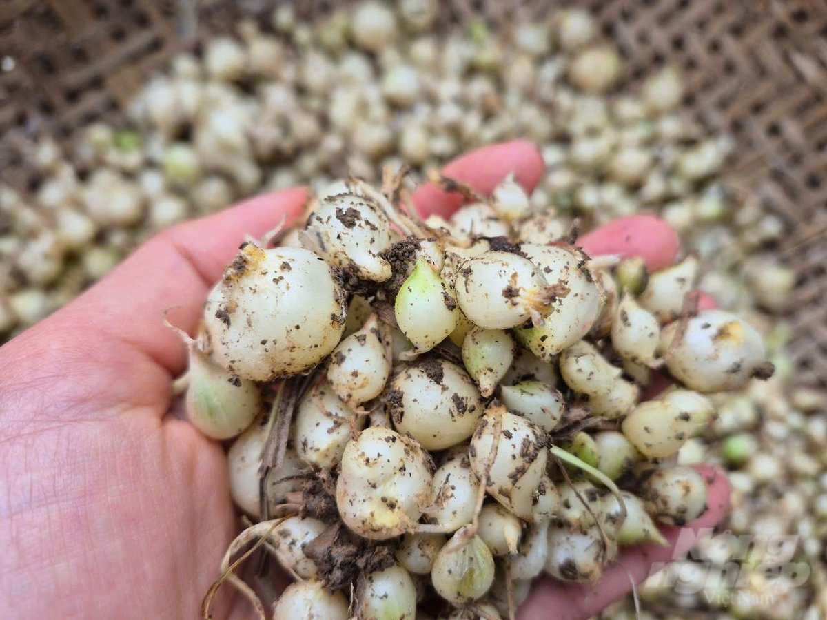 Hành năm nay củ to, chắc nhưng lại rớt giá. Ảnh: Thanh Tâm Hành năm nay củ to, chắc nhưng lại rớt giá. Ảnh: Thanh Tâm